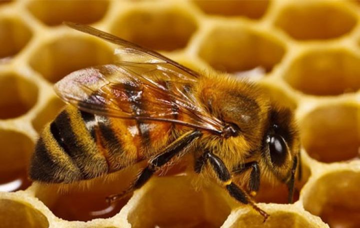 Bir arı ailəsindən 10,4 kq bal əldə edirlər - Arıçılıqda vəziyyət