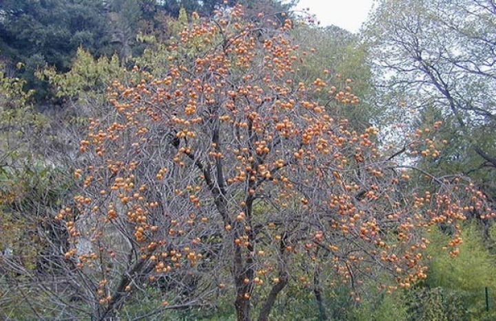 20 qəpiyə də alan yoxdur, qalıb çürüyür 