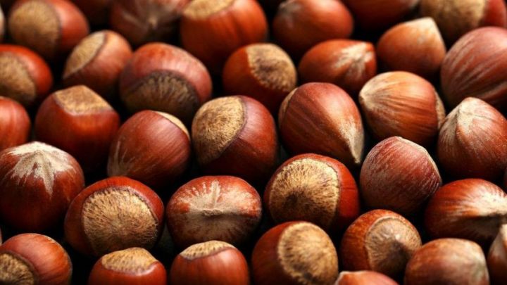 Azərbaycanda fındıq sahələrinin güzəştli sığortası başlayıb  - ŞƏRTLƏR, MƏBLƏĞLƏR, MİSALLAR