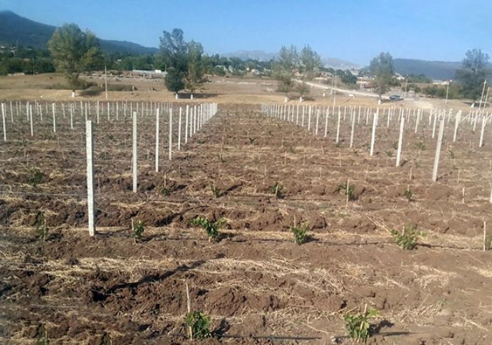 Daha 250 aztəminatlı ailə üçün intensiv meyvə bağları salınır
