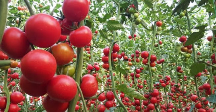 Azərbaycanın pomidor istehsalçısının kapitalı 4,6 milyon manat azaldıldı