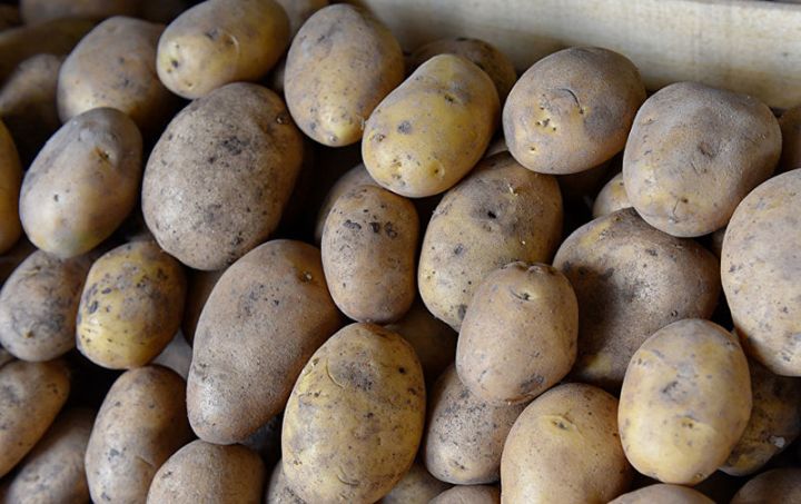 Azərbaycanda kartof əkinlərinin güzəştli sığortası başlayıb  - ŞƏRTLƏR, MƏBLƏĞLƏR, MİSALLAR