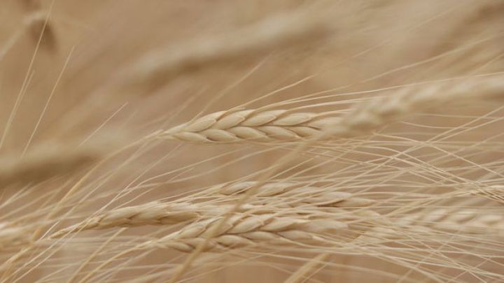 Putinin çıxışından sonra buğdanın qiyməti qalxdı