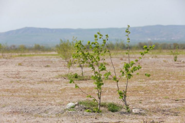 “Monte Ferro” şirkəti 1362 hektarda yeni intensiv fındıq bağları salıb