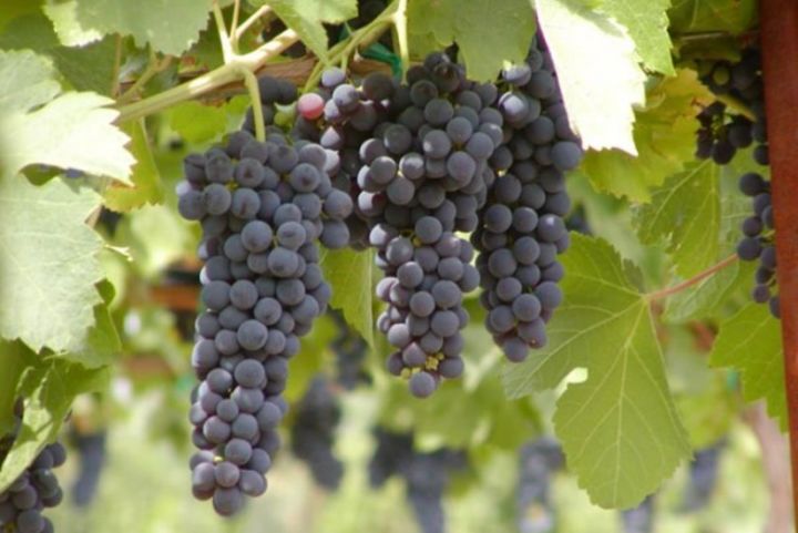 Azərbaycan Monqolustana üzüm tədarük etməyə başlayıb