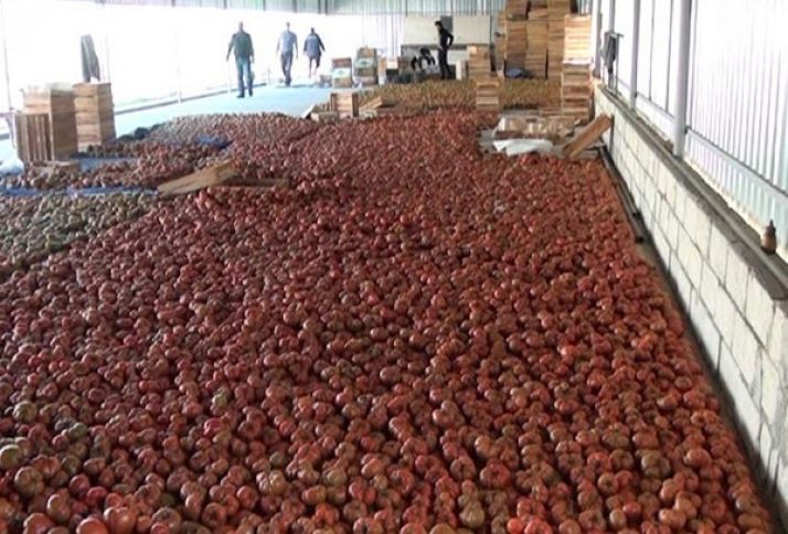Pomidorun yığımına başlanılıb, 90 faizindən çoxu Rusiyaya göndərilir
