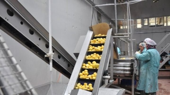 Kartof püresi istehsalı zavodu tikilir