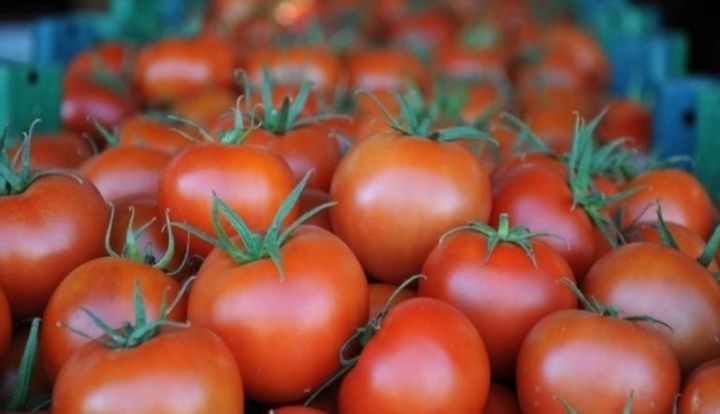 Qazaxıstan "Koç Holding" ilə pomidor istehsalı üçün razılaşdı