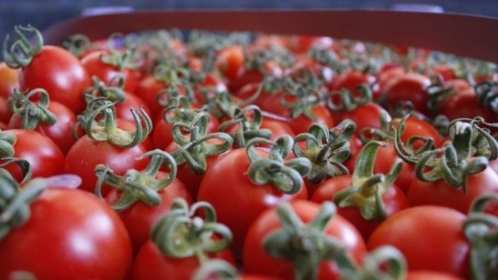 Azərbaycanda pomidor ixracı üçün subsidiyalar verilə bilər