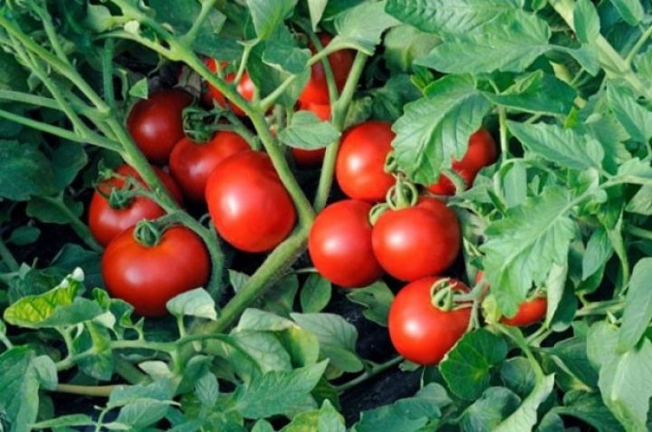 Rusiya şirkətindən pomidor istehsalına 550 milyon dollar sərmayə - ÖZBƏKİSTAN SEÇİLDİ 
