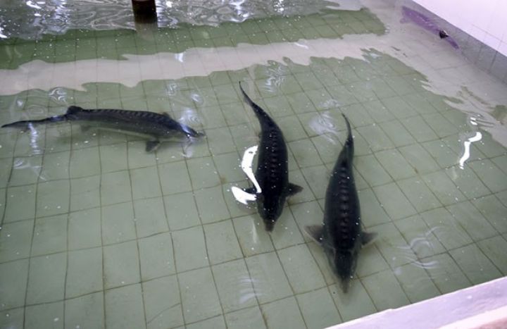 Özəlləşdirilən səhmdar cəmiyyətinin fəaliyyətinə xitam verilir