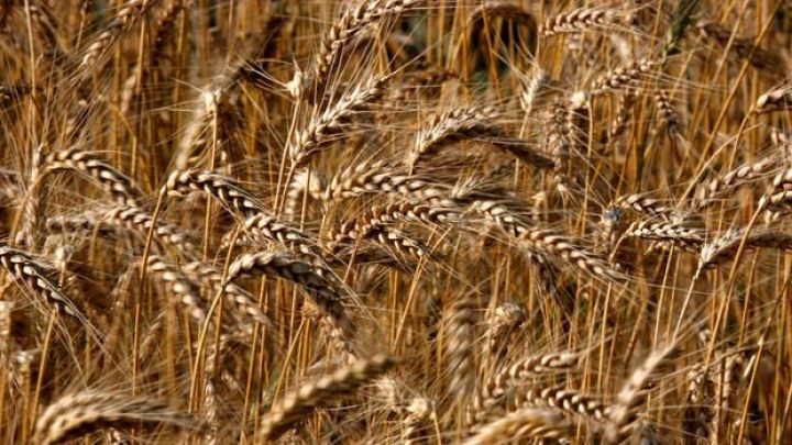 Buğdada müharibə təhlükəsi