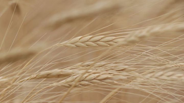 Buğdanın qiyməti yenidən artır