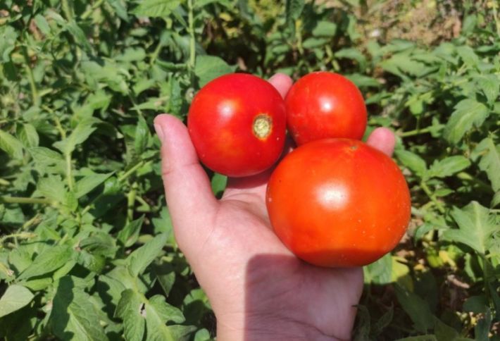 "Havaların qeyri-sabit keçməsi pomidor tağlarına ziyan vurur.Yetişəndə satış qiyməti də ucuz olur"