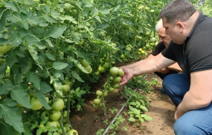 Yeni pomidor hibridlərinin sınaq əkininə başlanıb - TEZ YETİŞİR, MƏHSULDARLĞI YÜKSƏKDİR