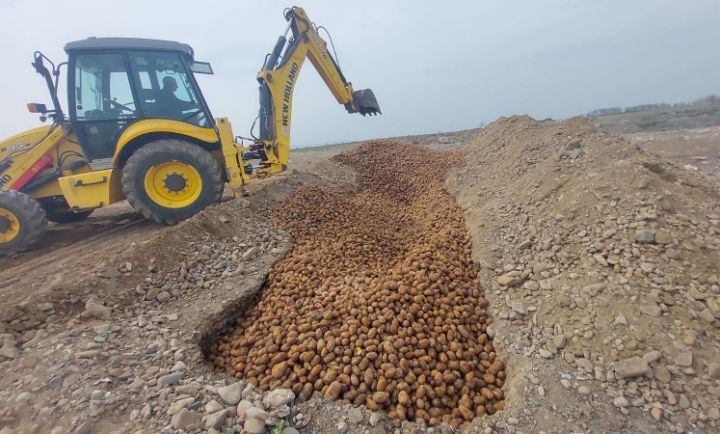 İş adamı Ramin Süleymanov böyük ziyanda - Belarus, Ukrayna və Rusiyadan gətirdiyi 63 ton kartofu məhv edildi