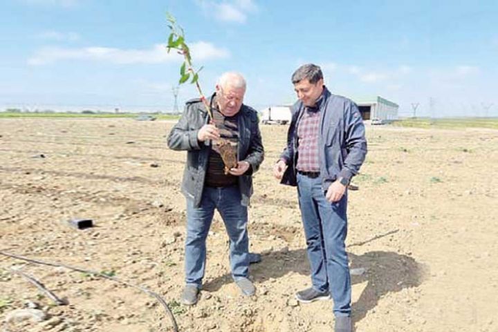 "Ata Agro" şirkəti 30 hektar meyvə bağı salıb