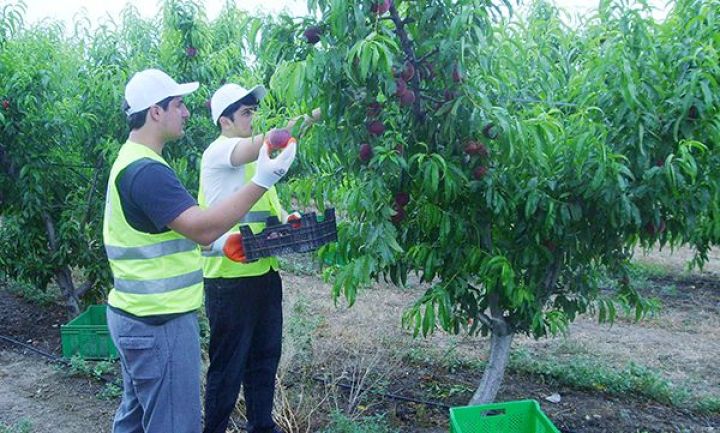 "KUR FRUİT COMPANY"-nin növbəti layihəsi emal müəssisəsi yaratmaqdır